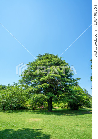 Refreshing park scenery Refreshing park scenery 139409353