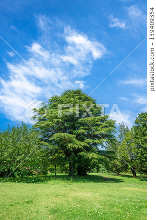 Refreshing park scenery Refreshing park scenery 139409354