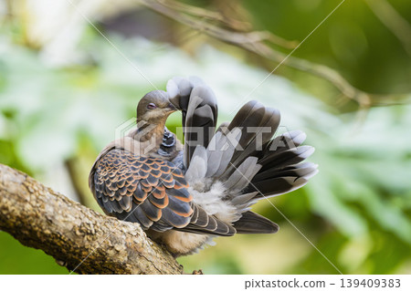 斑鳩美容 139409383