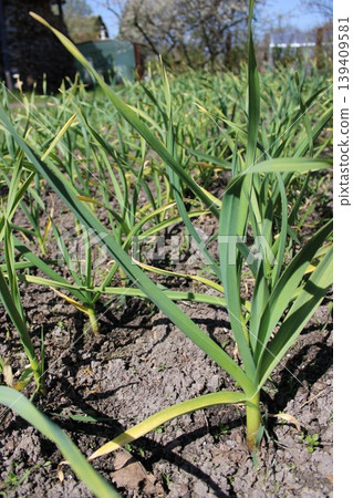 Green garlic plants growing in a garden bed with rich soil and sunlight illuminating the vibrant leaves and stems in a rural agricultural setting Green garlic plants growing in a garden bed with rich soil and sunlight illuminating the vibrant leaves and stems in a rural agricultural setting 139409581