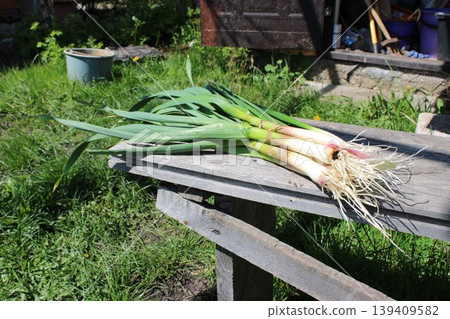 Freshly harvested green onions with roots laid on a wooden table in a garden, with grass and gardening tools visible in the background Freshly harvested green onions with roots laid on a wooden table in a garden, with grass and gardening tools visible in the background 139409582