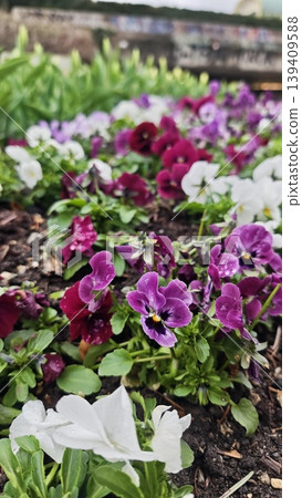 Vibrant pansy flowers in shades of purple, white, and red growing in a garden bed, surrounded by lush green foliage and a blurred park background Vibrant pansy flowers in shades of purple, white, and red growing in a garden bed, surrounded by lush green foliage and a blurred park background 139409588