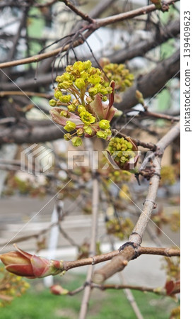 Close-up view of budding yellow-green flowers on a tree branch, with blurred background of urban environment and soft natural light illuminating the scene 139409623