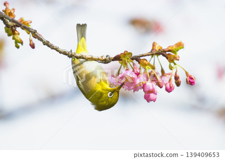 Mejiro and Kawazu cherry tree 139409653