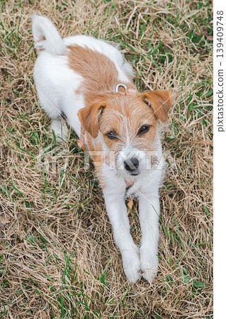 Jack Russell terrier dog lying on grass in park. Cute small puppy resting outdoors during walk. 139409748