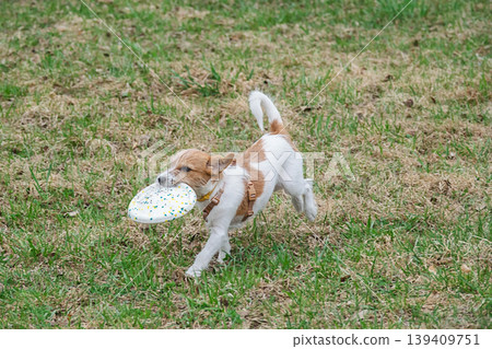 Jack Russell Terrier puppy running in park while holding plastic disc in its mouth. Jack Russell Terrier puppy running in park while holding plastic disc in its mouth. 139409751