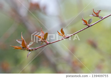 Young branch with small leaves in early spring garden. Young branch with small leaves in early spring garden. 139409755