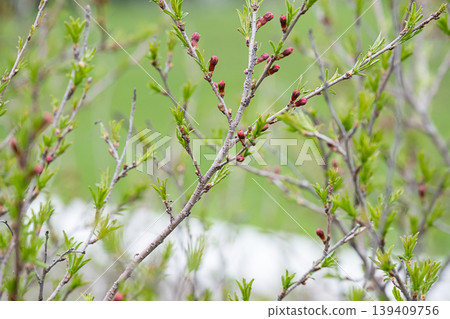 Branch of fruit tree with small red buds and green leaves. Branch of fruit tree with small red buds and green leaves. 139409756