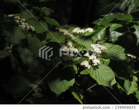 陽光透過樹蔭灑在莢蒾花上。 陽光透過樹蔭灑在莢蒾花上。 139409835