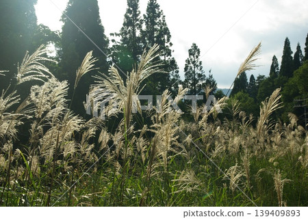 夏季,岐阜縣郡上市白鳥町從阿彌陀瀑佈到糸城地區的稻田裡的稻子都已成熟。 夏季,岐阜縣郡上市白鳥町從阿彌陀瀑佈到糸城地區的稻田裡的稻子都已成熟。 139409893