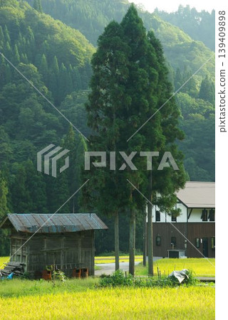夏季,岐阜縣郡上市白鳥町從阿彌陀瀑佈到糸城地區的稻田裡的稻子都已成熟。 夏季,岐阜縣郡上市白鳥町從阿彌陀瀑佈到糸城地區的稻田裡的稻子都已成熟。 139409898
