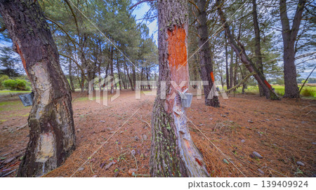 Maritime Pine Resin Industry, Spain Maritime Pine Resin Industry, Spain 139409924