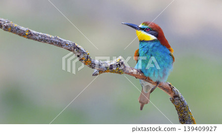 Bee-eater, Spain Bee-eater, Spain 139409927
