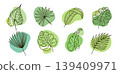 Tropical leaves vector set with palm, monstera, philodendron and caladium foliage on green blobs, hand drawn botanical outline collection of exotic jungle leaf elements 139409971