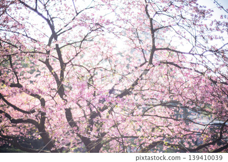 櫻花 櫻花 139410039