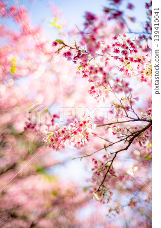 櫻花 櫻花 139410041