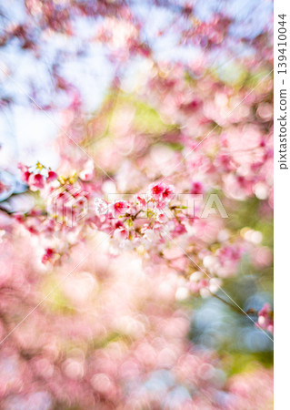 櫻花 櫻花 139410044