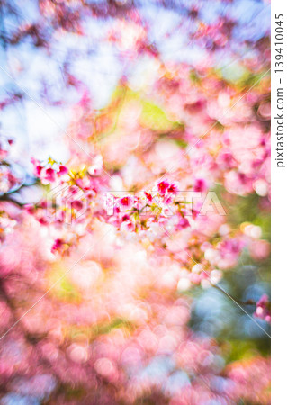 櫻花 139410045