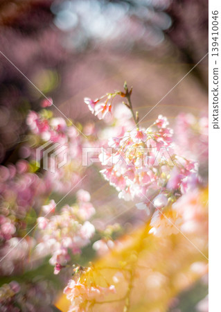 櫻花 櫻花 139410046