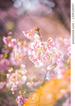 櫻花 櫻花 139410047