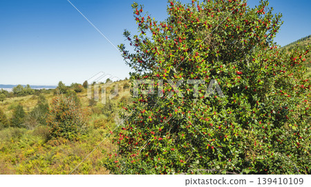 Acebal de Pradena Holly Forest, Spain 139410109