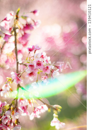 櫻花 櫻花 139410121