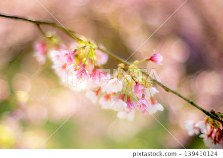 Cherry blossoms  139410124
