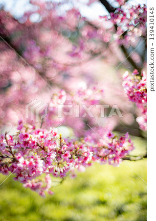 櫻花 139410148