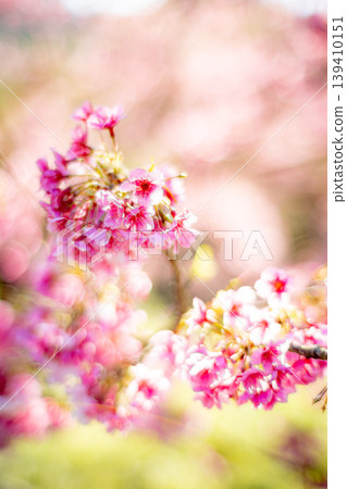 櫻花 櫻花 139410151