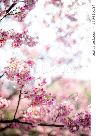 Cherry blossoms Cherry blossoms 139410154