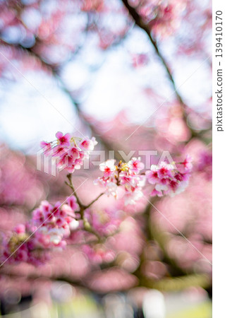 Cherry blossoms Cherry blossoms 139410170