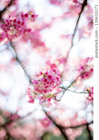櫻花 櫻花 139410171