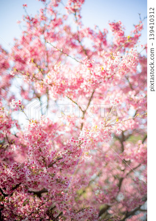 Cherry blossoms Cherry blossoms 139410312