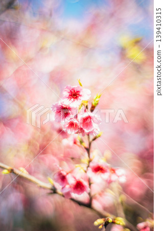 櫻花 櫻花 139410315
