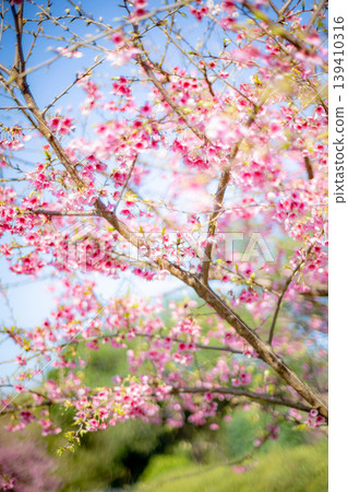 Cherry blossoms Cherry blossoms 139410316
