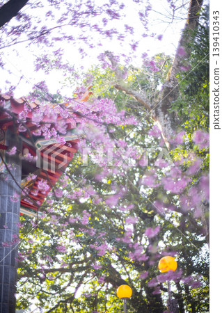 Cherry blossoms Cherry blossoms 139410343
