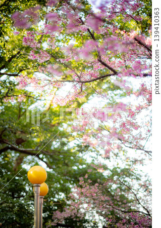 櫻花 櫻花 139410363