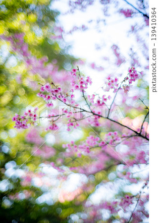 櫻花 櫻花 139410364