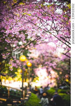 櫻花 139410382