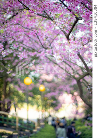 櫻花 櫻花 139410384
