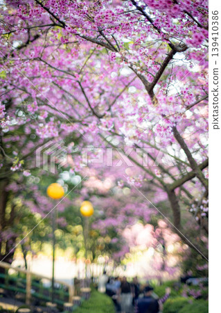 Cherry blossoms Cherry blossoms 139410386