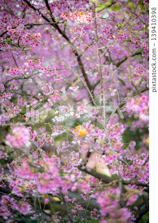 櫻花 櫻花 139410398