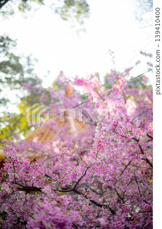 櫻花 櫻花 139410400