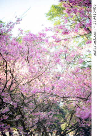 櫻花 櫻花 139410406
