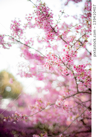 Cherry blossoms Cherry blossoms 139410407