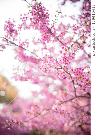 櫻花 櫻花 139410415