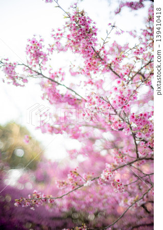 Cherry blossoms Cherry blossoms 139410418
