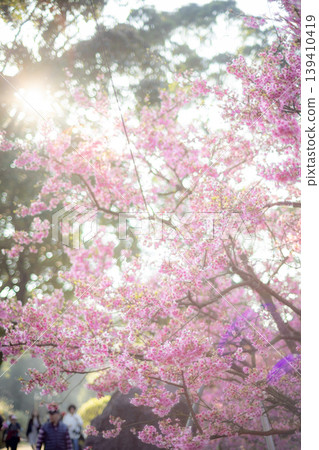 Cherry blossoms Cherry blossoms 139410419