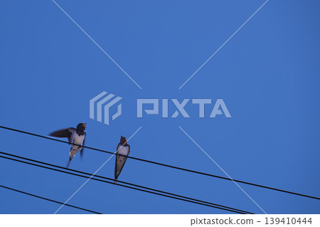 Swallows that stop on electric wires 139410444