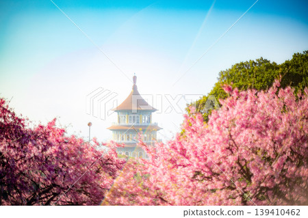 Cherry blossoms Cherry blossoms 139410462
